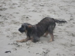Josie in den Niederlanden