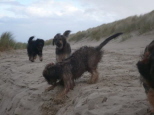 Josie in den Niederlanden