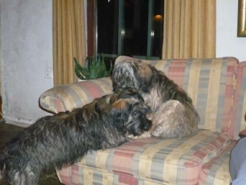 Josie in den Niederlanden