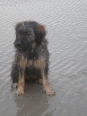 Josie in den Niederlanden