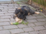Josie 13 Wochen