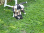 Josie 13 Wochen