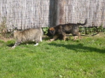 Josie 13 Wochen