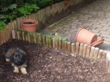 Josie 14 Wochen