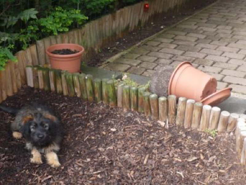Josie 14 Wochen