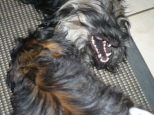 Josie 14 Wochen