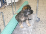 Josie 14 Wochen