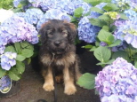 Josie 14 Wochen