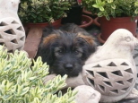 Josie 14 Wochen