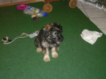 Josie 15 Wochen