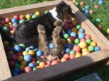 Josie 16 Wochen