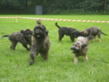 Josie 16 Wochen