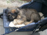 Josie 16 Wochen