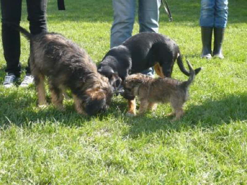 Josie 17 und 18 Wochen