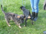 Josie 17 und 18 Wochen