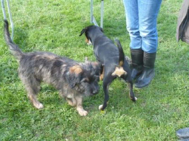 Josie 17 und 18 Wochen