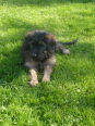 Josie 17 und 18 Wochen