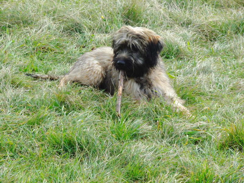 Bangos erster Urlaub