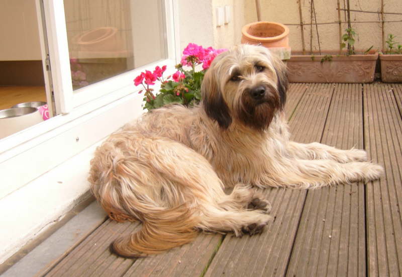 Sonnen auf dem Balkon