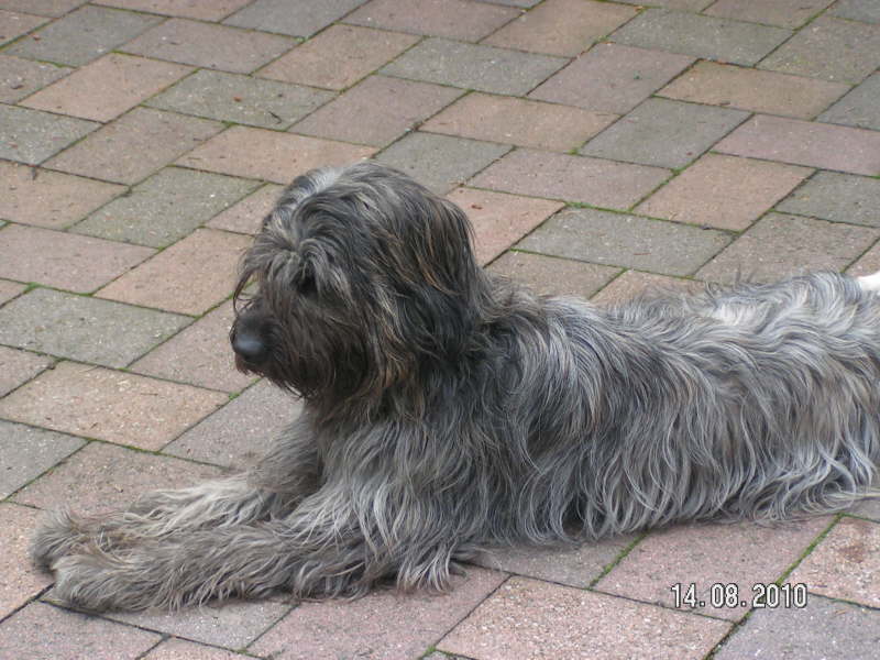 Brankas Spielkamerad