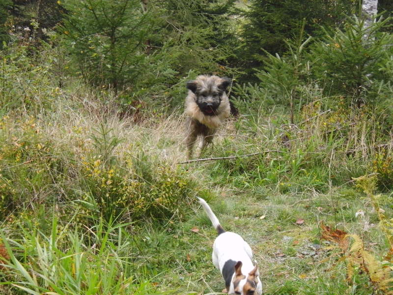 Bangos erster Urlaub